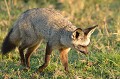 L'Otocyon ressemble à un renard haut sur pattes et à grandes oreilles.
Il habite les savanes herbeuses et boisées... otocyon,masai,mara,kenya. 