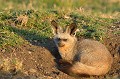 Les très grandes oreilles de l'Otocyon sont destinées à détecter le moindre bruit fait par les insectes. Les termites moissonneurs et les bousiers constituent l'essentiel de son régime alimentaire... otocyon,masai,mara,kenya. 