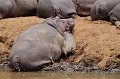  masai,mara,kenya. 