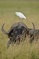 (Bubulcus ibis) Le héron garde-boeufs est un joli échassier blanc à bec jaune, qui accompagne les buffles dans la savane et se donne pour mission de les débarrasser des insectes parasites qui les tourmentent... buffle,garde,boeuf,masai,mara,kenya. 