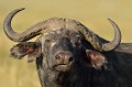  buffle,masai,mara,kenya. 