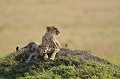  guepards,masai,mara,kenya. 