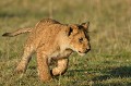  lioceau,masai,mara,kenya. 