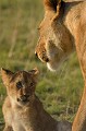  lions,masai,mara,kenya. 