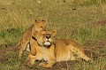  lions,masai,mara,kenya. 