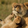  lions,masai,mara,kenya. 