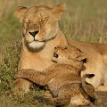  lions,masai,mara,kenya. 