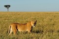  lionne,masai,mara,kenya. 