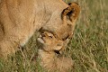  lions,masai,mara,kenya. 
