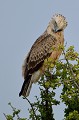 (Circaetus gallicus) Le Circaète Jean-le-Blanc est un grand rapace d'apparence blanche. Il est facilement repérable en vol ou perché au sommet d'un arbre. Il est aussi spécialiste du vol stationnaire qu'il pratique couramment pour repérer ses proies. Il se nourrit essentiellement de reptiles... circaete,jean,le blanc,masai,mara,kenya. 