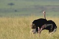 (Struthio camelus) L'Autruche masaï est un gros oiseau inapte au vol, qui vit dans la savane et se nourrit de racines, feuilles, fleurs, fruits et graines, sans dédaigner pour autant les criquets, lézards, insectes et petites tortues. Dans sa course l'Autruche peut atteindre la vitesse de 70 km/heure mais sur de courtes distances. Sur cette vue, nous sommes en présence d'un mâle. autruche,male,masai,mara,kenya. 