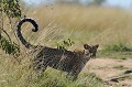  leopard,masai,mara,kenya. 