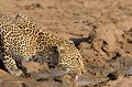  leopard,masai,mara,kenya. 