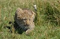  leopard,masai,mara,kenya. 