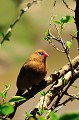 (Uraeginthus ianthinogaster) Le Cordon bleu violacé est une espèce de passereau, endémique de l'Afrique de l'Est. Sur cette vue, nous sommes en présence d'une femelle, dont la couleur dominante est le brun canelle. Le mâle possède de magnifiques couleurs bleu-violet au niveau du croupion et des parties inférieures (voir sa photo dans le thème "Masaï Mara"). cordon,bleu,violacé,masai,mara,kenya. 