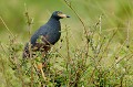 (Ardeola rufiventris) Le Crabier à ventre roux vit dans les plaines inondées. Il se nourrit de poissons, grenouilles, insectes et vers de terre... crabier,ventre,roux,masai,mara,kenya. 