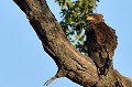 (Terathopius ecaudatus) C'est le plus beau des rapaces. Rencontré dans la savane à acacias, il se nourrit de lièvres, diks-diks, pintades, outardes, touterelles, rolliers, varans et insectes. Perché sur l'arbre, il observe son environnement à la recherche d'une proie... aigle,batteleur,masai,mara,kenya. 