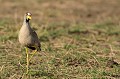 (Vanellus senegallus) Il habite les marais, les prairies humides, les étangs et rives de cours d'eau. Cet oiseau est très coquet, passant beaucoup de temps à se baigner, se lisser les plumes... Il se nourrit de sauterelles, criquets, bousiers, grillons... vanneau,senegal,masai,mara,kenya. 