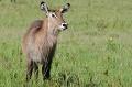  cobe,croissant,masai,mara,kenya. 