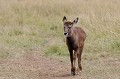  cobe,croissant,masai,mara,kenya. 