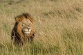  lion,masai,mara,kenya. 