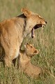  lions,masai,mara,kenya. 