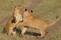  lionceaux,masai,mara,kenya. 