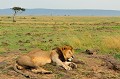  lion,masai,mara,kenya. 