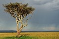  paysage,masai,mara,kenya. 