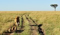  lions,masai,mara,kenya. 