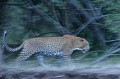 C'est la tombée de la nuit. Sur la rive opposée de la rivière Mara, apparait tel un éclair, un magnifique Léopard... Emotion !!! leopard,masai,mara,kenya. 