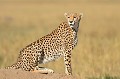 L'espèce est en danger. Au siècle dernier, on dénombrait en Afrique 100 000 guépards. Aujourd'hui, ils ne seraient plus que 12 000 !!! guepard,masai,mara,kenya. 