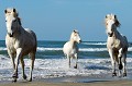  chevaux,camargue,france. 