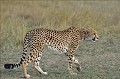  guepard,masai,mara,kenya. 