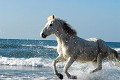  chevaux,camargue,france. 