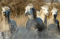  chevaux,camargue,france. 