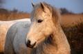  cheval,camargue,france. 