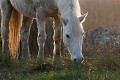  cheval,camargue,france. 