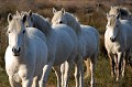  chevaux,camargue,france. 