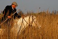  cheval,gardian,camargue,france. 