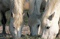  chevaux,camargue,france. 