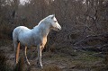  cheval,camargue,france. 