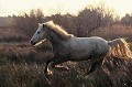  cheval,camargue,france. 