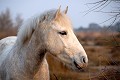  cheval,camargue,france. 