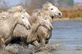  chevaux,camargue,france. 