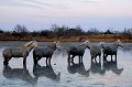  chevaux,camargue,france. 