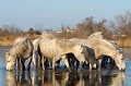  chevaux,camargue,france. 
