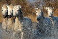  chevaux,camargue,france. 