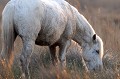  cheval,camargue,france. 