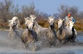  chevaux,camargue,france. 